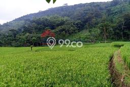 Kavling Tanah di Lawang Dijual Luas 5000m2 Legalitas - Kavling Tanah di Lawang Dijual Luas 5000m2 Legalitas -