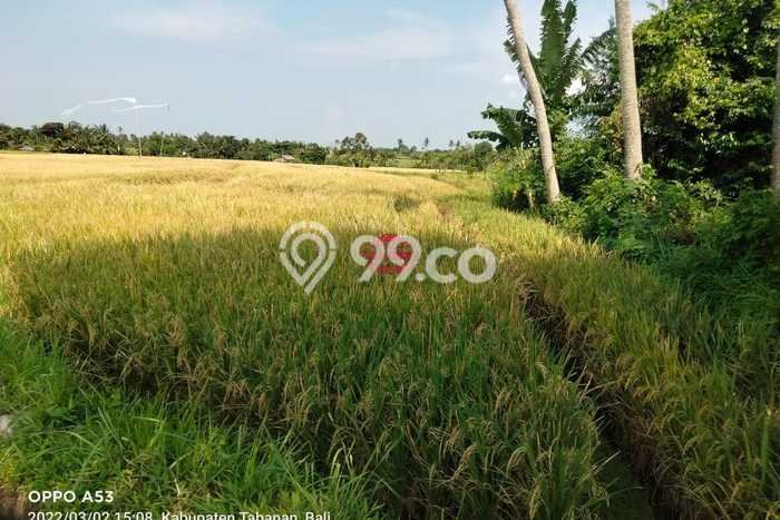 Tanah Dijual di Tabanan Seluas 1450m2 Strategis Tanah Dijual di Tabanan Seluas 1450m2 Strategis