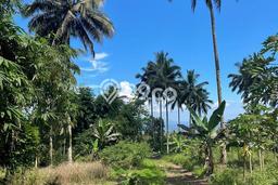 Tanah di Dimembe, Minahasa Utara Luas 36000m2 Dijual Segera Tanah di Dimembe, Minahasa Utara Luas 36000m2 Dijual Segera