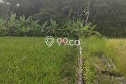 Tanah Kavling Dijual di Badung dengan Spesifikasi 1300m2 Tanah Kavling Dijual di Badung dengan Spesifikasi 1300m2