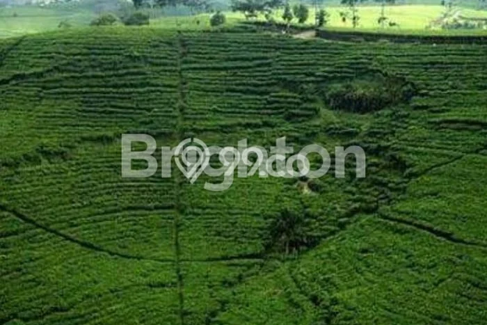 Tanah untuk Dijual di Jenawi Karanganyar Luas 2200m2 Tanah untuk Dijual di Jenawi Karanganyar Luas 2200m2