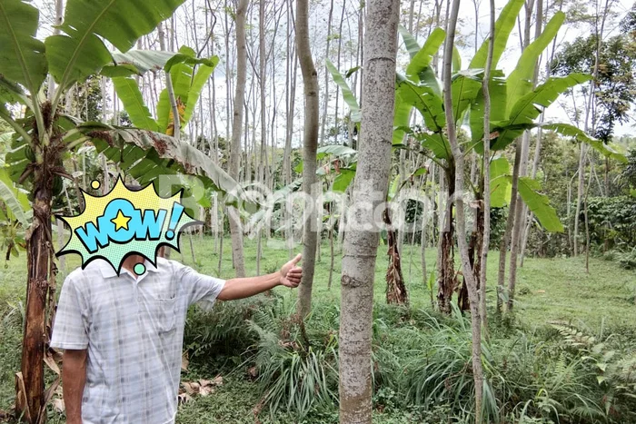 Lahan untuk Dijual di Sukorambi Jember Luas 15000m2 Lahan untuk Dijual di Sukorambi Jember Luas 15000m2