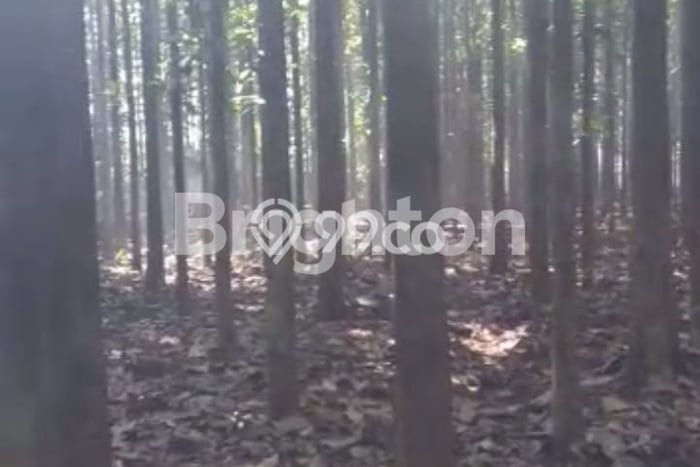 Lahan Strategis di Babakan Madang Dijual dengan Luas 27000m2 Lahan Strategis di Babakan Madang Dijual dengan Luas 27000m2