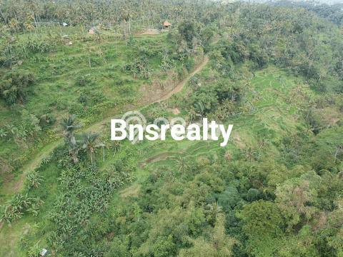 Tanah Kavling untuk Dijual di Tegallalang Gianyar 1000m2 Tanah Kavling untuk Dijual di Tegallalang Gianyar 1000m2