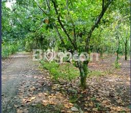 Kavling Tanah di Cariu Dijual Luas 68000m2 Legalitas - Kavling Tanah di Cariu Dijual Luas 68000m2 Legalitas -