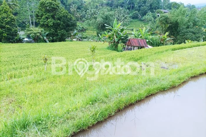 Tanah Komersial Dijual di Penebel Tabanan 6000m2 Tanah Komersial Dijual di Penebel Tabanan 6000m2