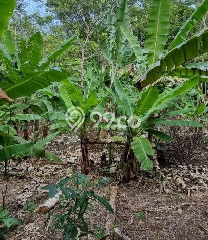 Kavling Tanah Dijual di Panimbang Pandeglang Spesifikasi 15590m2 Kavling Tanah Dijual di Panimbang Pandeglang Spesifikasi 15590m2