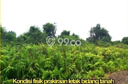 Kavling Tanah Dijual di Tapung Kampar Spesifikasi 19990m2 Kavling Tanah Dijual di Tapung Kampar Spesifikasi 19990m2