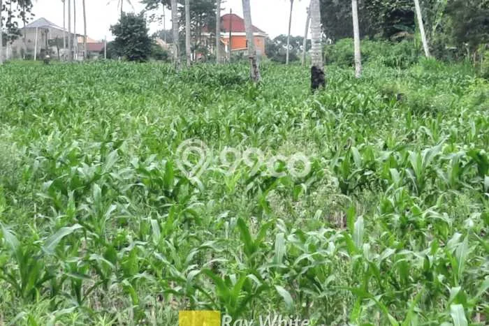 Lahan Dijual Lokasi Natar, Lampung Selatan dengan Luas Tanah 83090m2 dan Status SHM Lahan Dijual Lokasi Natar, Lampung Selatan dengan Luas Tanah 83090m2 dan Status SHM