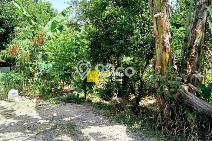 LOKASI STRATEGIS! Tanah Kawasan Tanjung Karang Timur, Luas 1160m2m², Lingkungan Asri, Cocok untuk Hunian LOKASI STRATEGIS! Tanah Kawasan Tanjung Karang Timur, Luas 1160m2m², Lingkungan Asri, Cocok untuk Hunian
