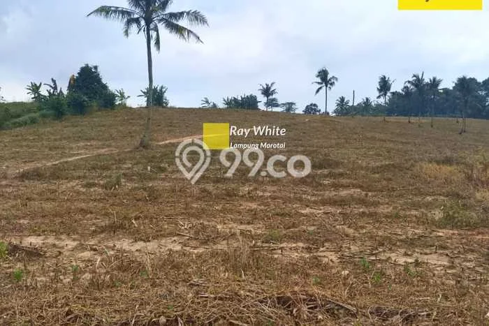 Lahan Investasi Lokasi Tanjung Bintang Lampung Selatan SHM Lahan Investasi Lokasi Tanjung Bintang Lampung Selatan SHM