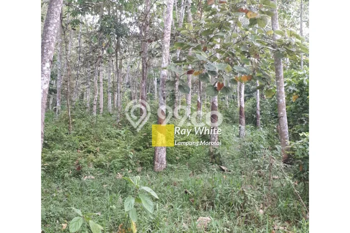 Tanah Kavling untuk Dijual di Negeri Katon Pesawaran 34802m2 Tanah Kavling untuk Dijual di Negeri Katon Pesawaran 34802m2