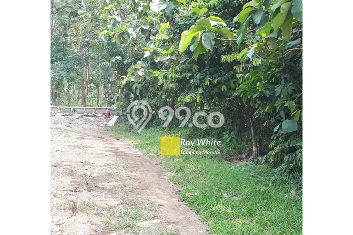 Tanah Kavling untuk Dijual di Negeri Katon Pesawaran 34802m2 Tanah Kavling untuk Dijual di Negeri Katon Pesawaran 34802m2