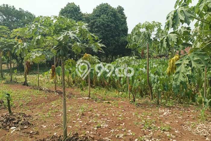 Tanah untuk Dijual Lokasi Ranca Bungur, Bogor Luas 22353m2 SHM Tanah untuk Dijual Lokasi Ranca Bungur, Bogor Luas 22353m2 SHM
