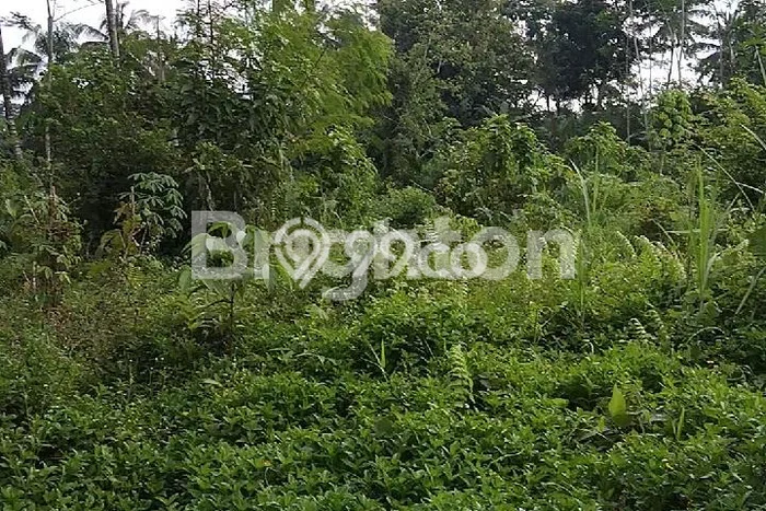 Tanah Kavling Dijual di Sleman dengan Spesifikasi 1000m2 Tanah Kavling Dijual di Sleman dengan Spesifikasi 1000m2