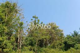 Tanah Kavling untuk Dijual di Ciwandan Cilegon 7000m2 Tanah Kavling untuk Dijual di Ciwandan Cilegon 7000m2