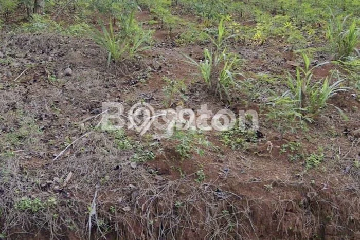 Lahan Strategis di Mlonggo Dijual dengan Luas 2150m2 Lahan Strategis di Mlonggo Dijual dengan Luas 2150m2