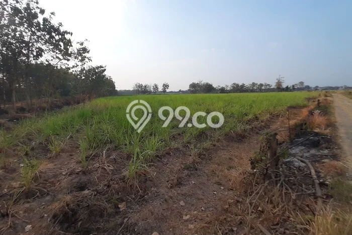 Kavling Tanah di Ngemplak Dijual Luas 7509m2 Legalitas SHM Kavling Tanah di Ngemplak Dijual Luas 7509m2 Legalitas SHM