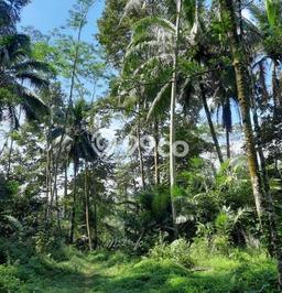 Tanah Kosong Dijual di Purwokerto dengan Area 15000m2 Tanah Kosong Dijual di Purwokerto dengan Area 15000m2