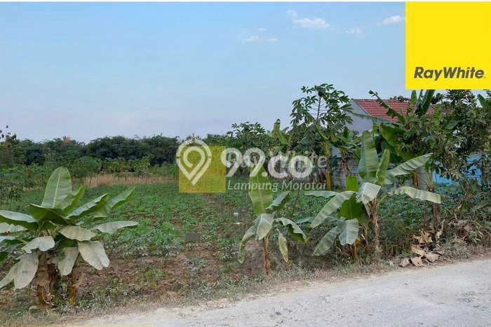 Tanah Strategis Dijual di Natar Lampung Selatan 11355m2 Tanah Strategis Dijual di Natar Lampung Selatan 11355m2