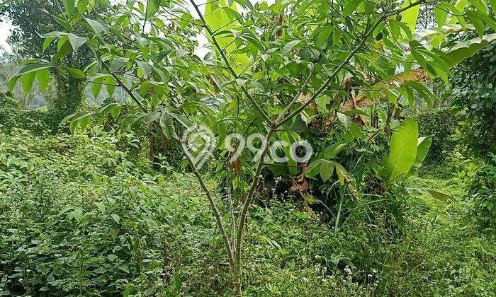 Lahan Dijual Lokasi Petang, Badung dengan Luas Tanah 3000m2 dan Status - Lahan Dijual Lokasi Petang, Badung dengan Luas Tanah 3000m2 dan Status -