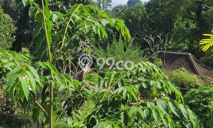Tanah Kavling untuk Dijual di Abiansemal Badung 3100m2 Tanah Kavling untuk Dijual di Abiansemal Badung 3100m2
