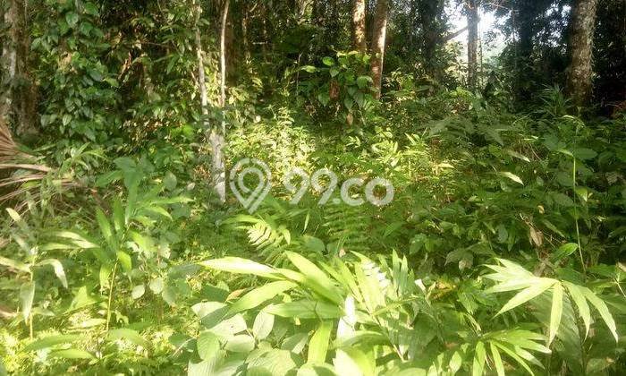 Dijual Tanah 2680m2 di Kelusa, Gianyar Dijual Tanah 2680m2 di Kelusa, Gianyar