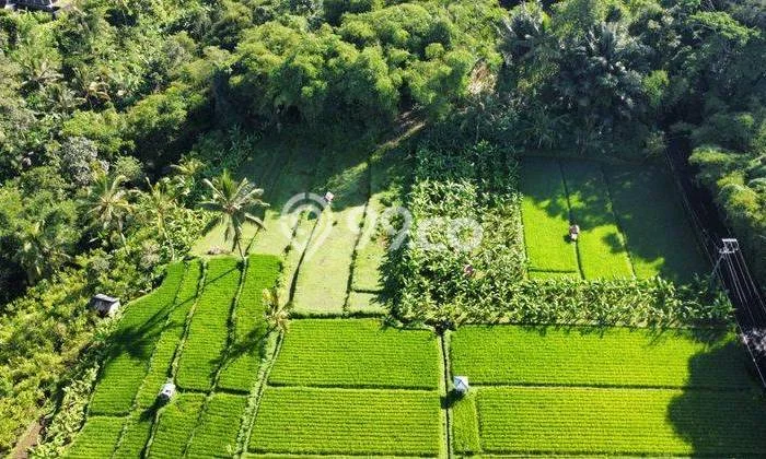 Dijual Tanah di Payangan Gianyar Luas 1950m2 SHM Dijual Tanah di Payangan Gianyar Luas 1950m2 SHM