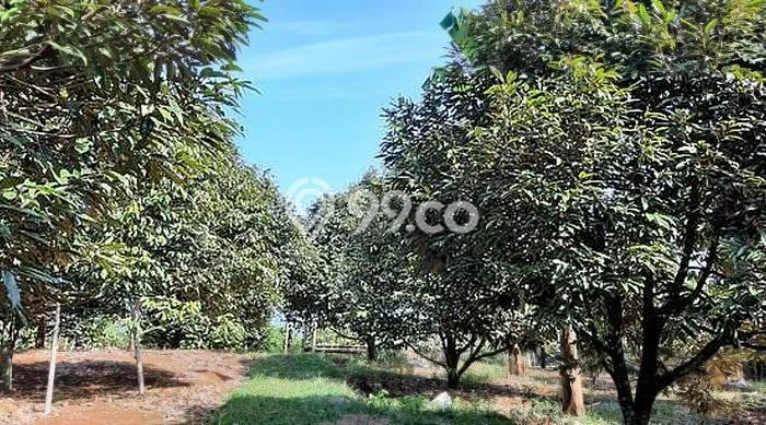 Kavling Tanah untuk Dijual di Puncak, Bogor, Luas 27000m2 Kavling Tanah untuk Dijual di Puncak, Bogor, Luas 27000m2