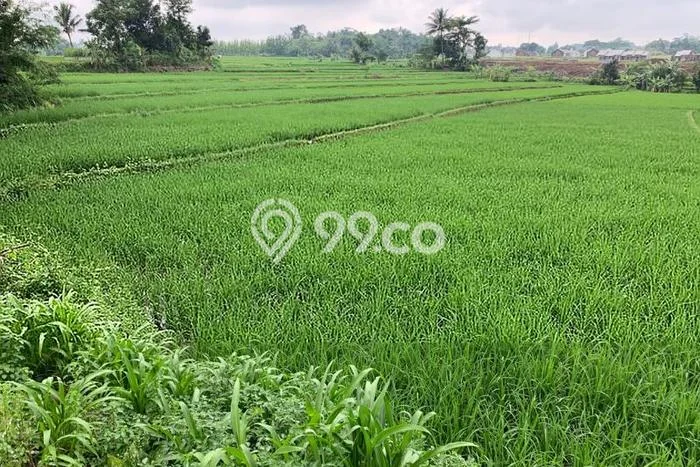 Tanah Dijual Lokasi Indihiang, Tasikmalaya Luas 6465m2 Legalitas Aman Tanah Dijual Lokasi Indihiang, Tasikmalaya Luas 6465m2 Legalitas Aman