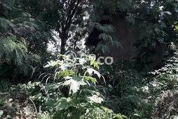 Tanah di Bogor Timur, Bogor Luas 999m2 Dijual Segera Tanah di Bogor Timur, Bogor Luas 999m2 Dijual Segera