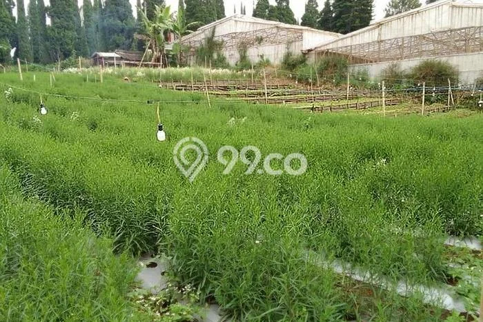 Lahan Dijual Lokasi Lembang, Bandung Barat dengan Luas Tanah 1040m2 dan Status SHM Lahan Dijual Lokasi Lembang, Bandung Barat dengan Luas Tanah 1040m2 dan Status SHM