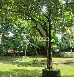 Kavling Tanah untuk Dijual di Tajur, Bogor, Luas 2963m2 Kavling Tanah untuk Dijual di Tajur, Bogor, Luas 2963m2