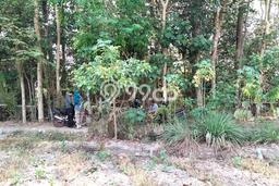 Tanah Kavling untuk Dijual di Berbah Sleman 744m2 Tanah Kavling untuk Dijual di Berbah Sleman 744m2