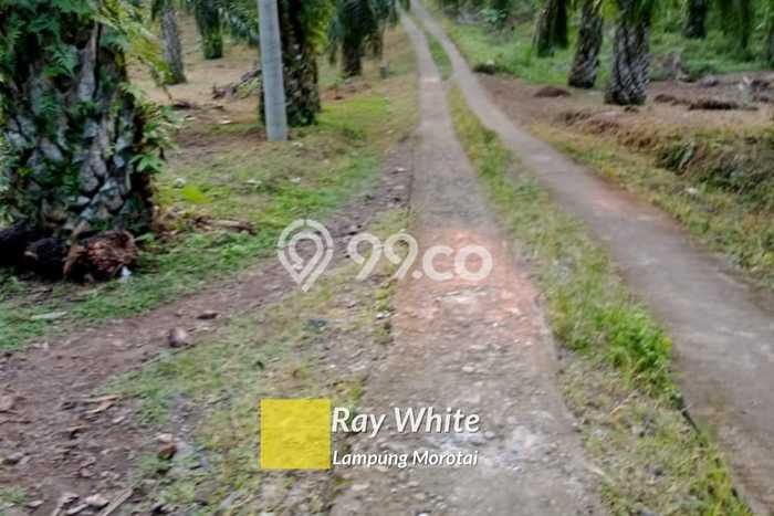 Lahan Kosong Dijual di Kalianda, Lampung Selatan, Luas 18445m2 Area Strategis Lahan Kosong Dijual di Kalianda, Lampung Selatan, Luas 18445m2 Area Strategis