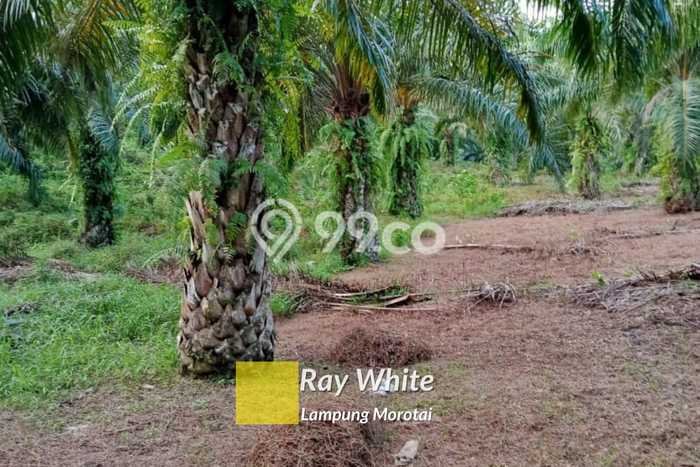 Lahan Kosong Dijual di Kalianda, Lampung Selatan, Luas 18445m2 Area Strategis Lahan Kosong Dijual di Kalianda, Lampung Selatan, Luas 18445m2 Area Strategis