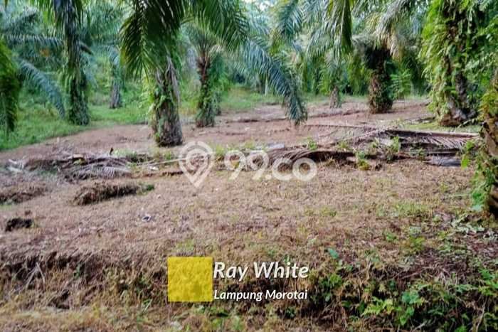 Lahan Kosong Dijual di Kalianda, Lampung Selatan, Luas 18445m2 Area Strategis Lahan Kosong Dijual di Kalianda, Lampung Selatan, Luas 18445m2 Area Strategis