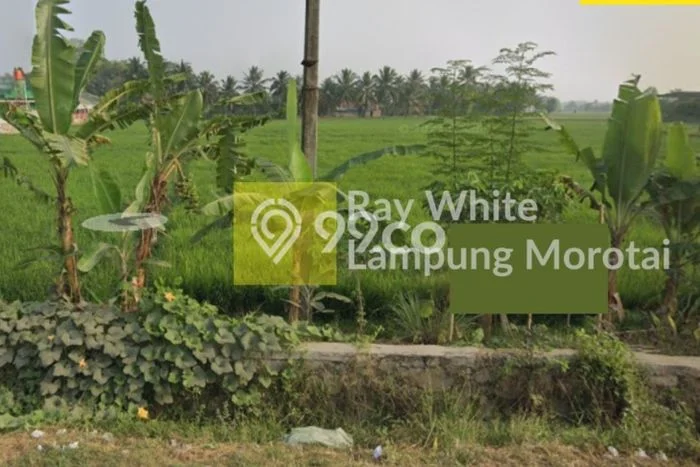 Dijual Tanah Lokasi Pringsewu, Tanggamus Seluas 10591m2 Dijual Tanah Lokasi Pringsewu, Tanggamus Seluas 10591m2