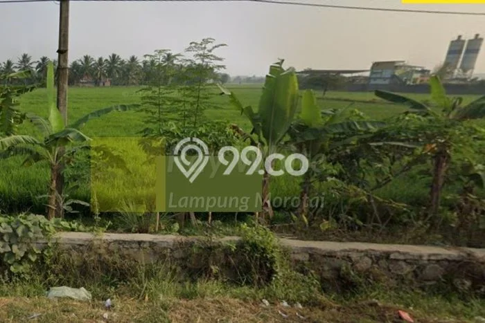 Dijual Tanah Lokasi Pringsewu, Tanggamus Seluas 10591m2 Dijual Tanah Lokasi Pringsewu, Tanggamus Seluas 10591m2