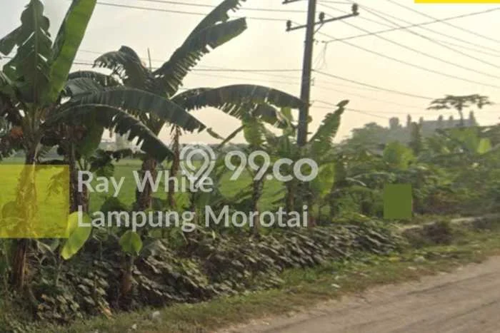 Kavling Tanah untuk Dijual di Pringsewu, Tanggamus, Luas 10591m2 Kavling Tanah untuk Dijual di Pringsewu, Tanggamus, Luas 10591m2