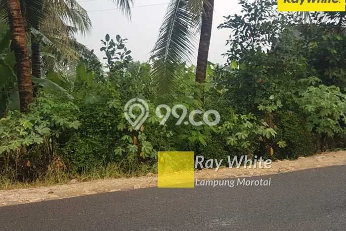 Dijual Tanah di Tanjung Bintang Lampung Selatan Luas 1290m2 SHM Dijual Tanah di Tanjung Bintang Lampung Selatan Luas 1290m2 SHM