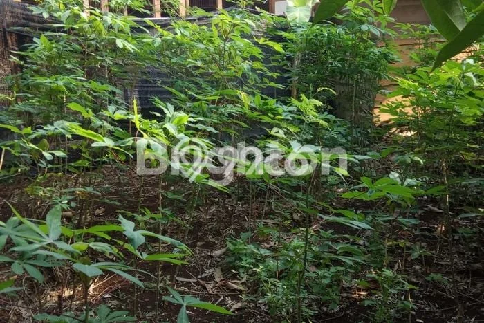 Untuk Dijual Tanah di Depok, Luas 1023m2 SHM Untuk Dijual Tanah di Depok, Luas 1023m2 SHM