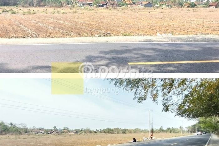 HARGA TERBAIK! Tanah di Tegineneng, Luas 42000m2m², Jalur Mudah, Area Berkembang HARGA TERBAIK! Tanah di Tegineneng, Luas 42000m2m², Jalur Mudah, Area Berkembang