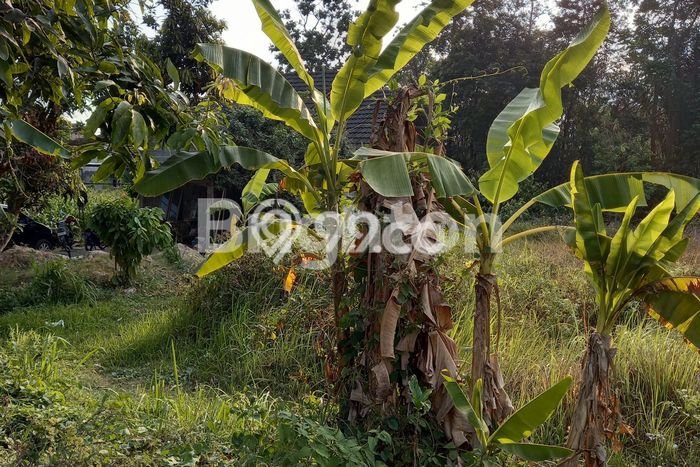 Kavling Tanah Dijual di Kalasan Sleman Spesifikasi 554m2 Kavling Tanah Dijual di Kalasan Sleman Spesifikasi 554m2