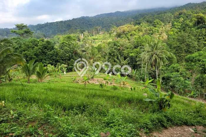Kavling Tanah di Pandeglang Dijual Luas 2549m2 Legalitas SHM Kavling Tanah di Pandeglang Dijual Luas 2549m2 Legalitas SHM