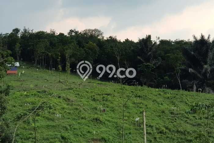 Dijual Tanah di Cipanas Lebak Luas 26000m2 SHM Dijual Tanah di Cipanas Lebak Luas 26000m2 SHM