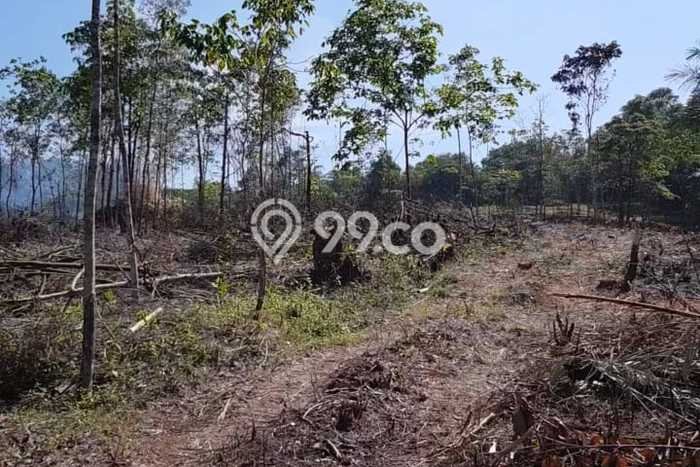 Dijual Tanah di Cipanas Lebak Luas 26000m2 SHM Dijual Tanah di Cipanas Lebak Luas 26000m2 SHM