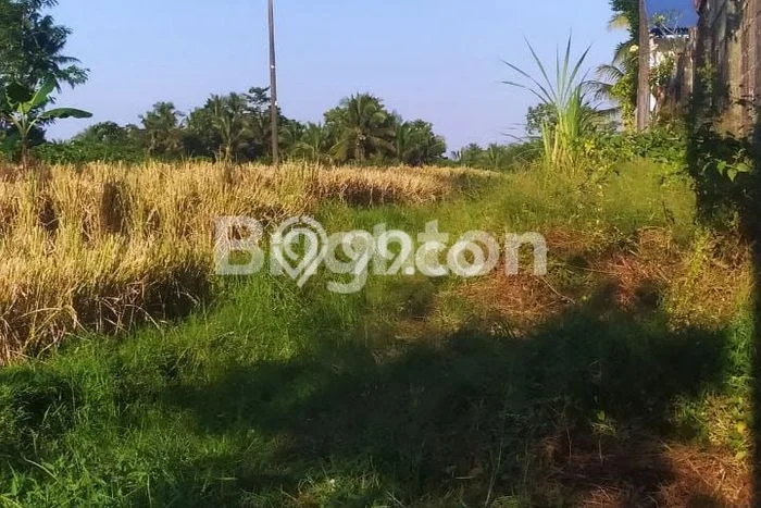 Tanah Paling Dicari Daerah Cepaka Tabanan Sangat Strategis Tanah Paling Dicari Daerah Cepaka Tabanan Sangat Strategis