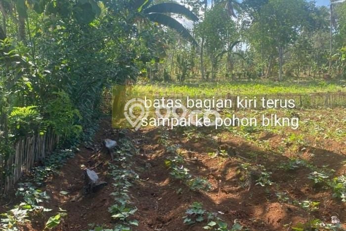 Lahan untuk Dijual di Katibung Lampung Selatan Luas 15000m2 Lahan untuk Dijual di Katibung Lampung Selatan Luas 15000m2