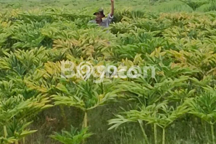 Lahan Kosong Dijual di Percut Sei Tuan, Deli Serdang, Luas 36652m2 Area Strategis Lahan Kosong Dijual di Percut Sei Tuan, Deli Serdang, Luas 36652m2 Area Strategis
